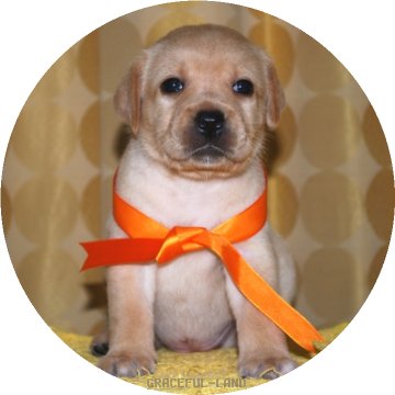 女の子 オレンジ母エメラルド グレイスフルランド ラブラドールレトリバーといっしょに暮らそう 子犬の分譲販売 交配 ブリーダー